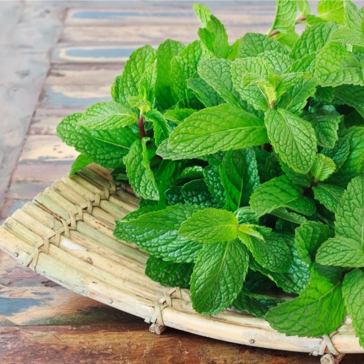 فوائد صحية عديدة للنعناع الأخضر