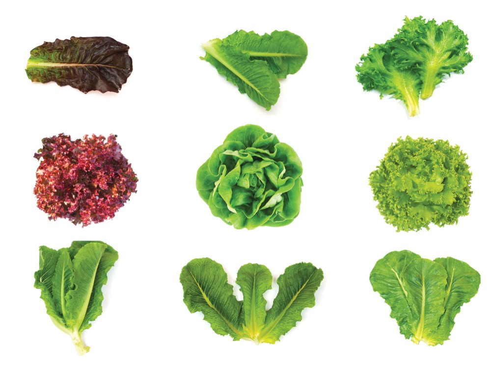 أفضل أنواع الخس للسلطات
